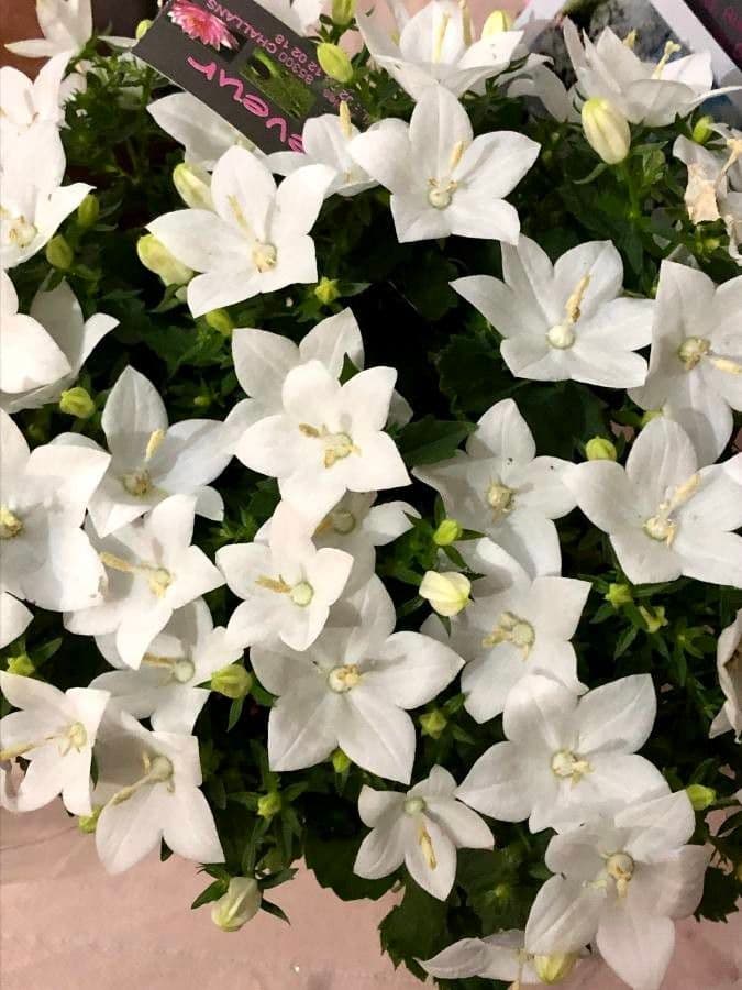 Campanula dei Carpazi 4