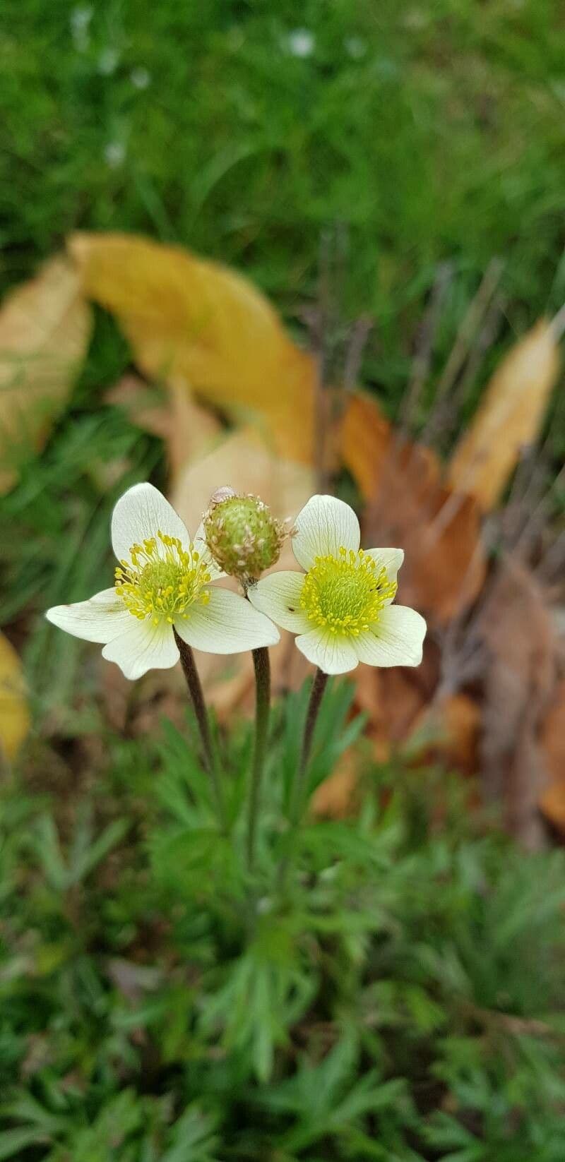Anemone multifida 3