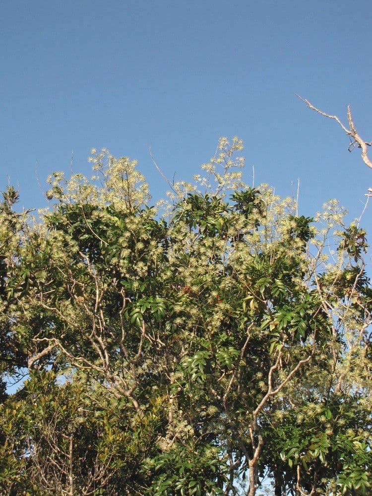 Myodocarpus 4