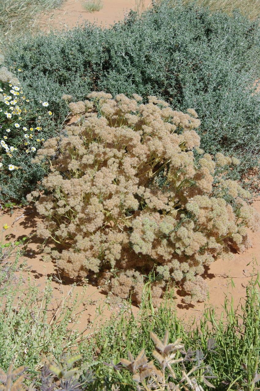 Ammodaucus 23