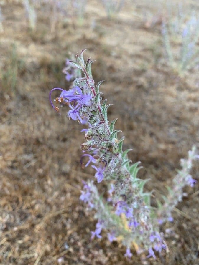 Trichostema lanceolatum 5