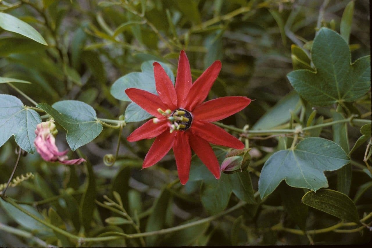 Pasiflora roja 4