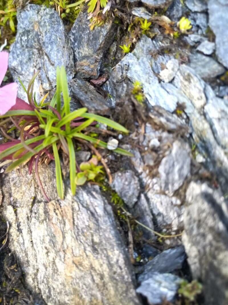 Garofano glaciale 9