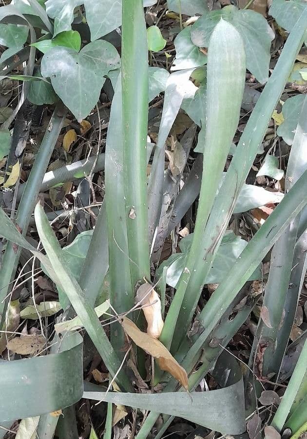 Aechmea 14