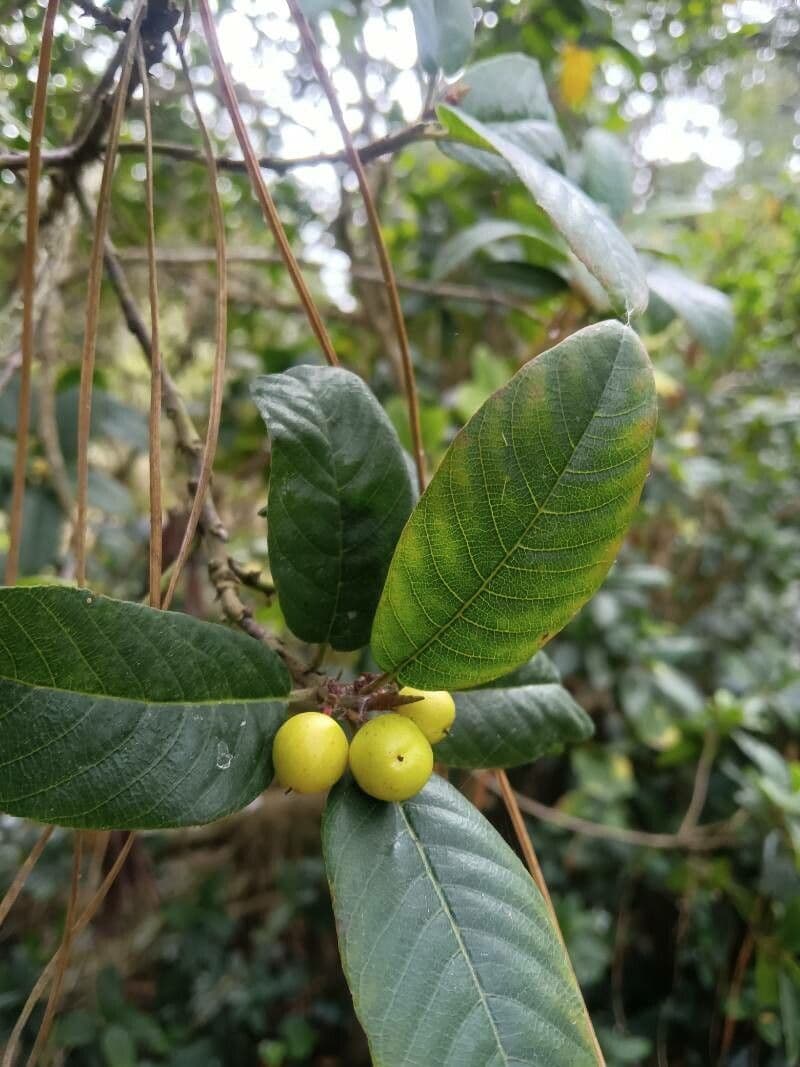 Frangula californica 8