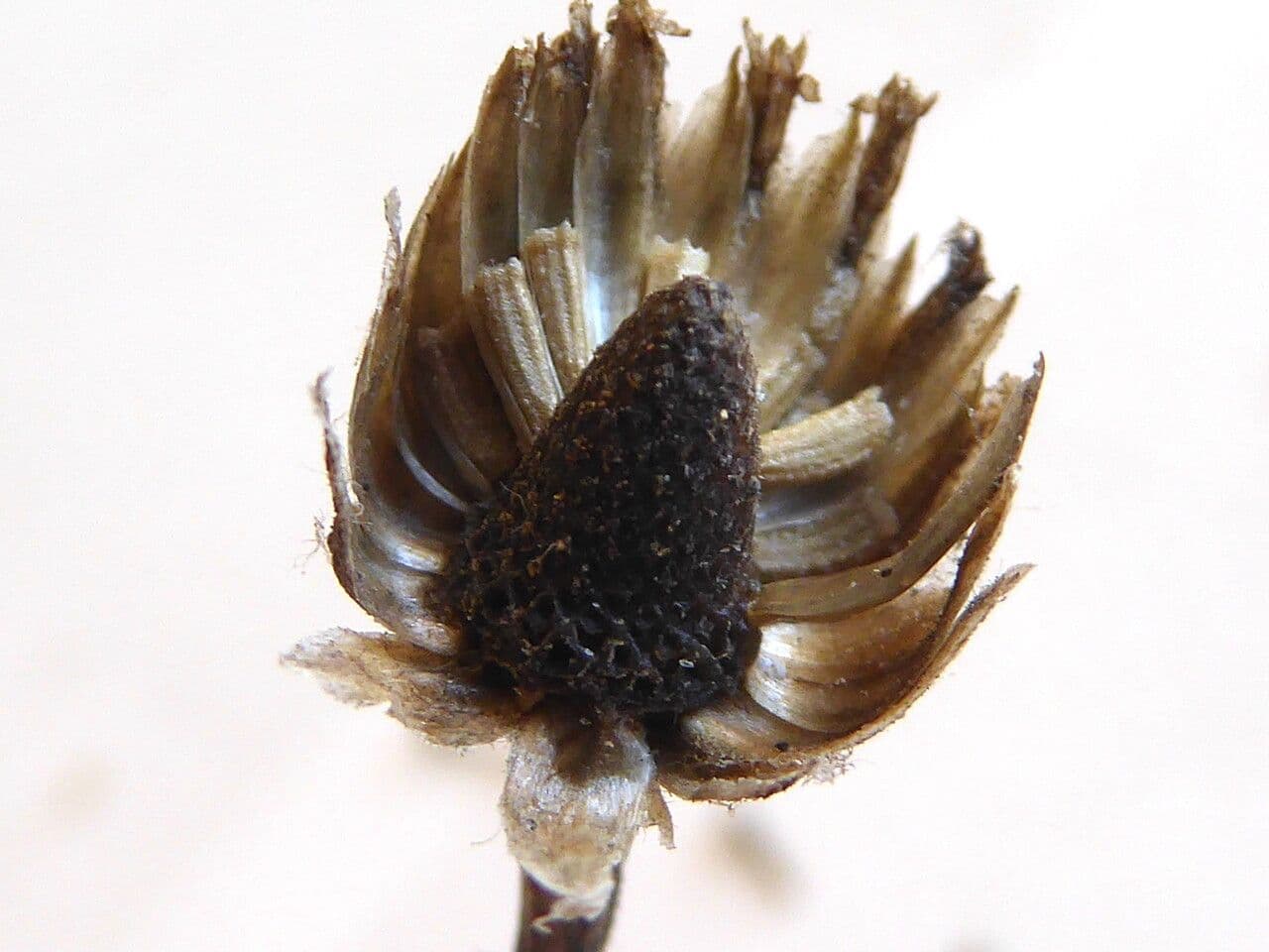 Camomilla marittima 5