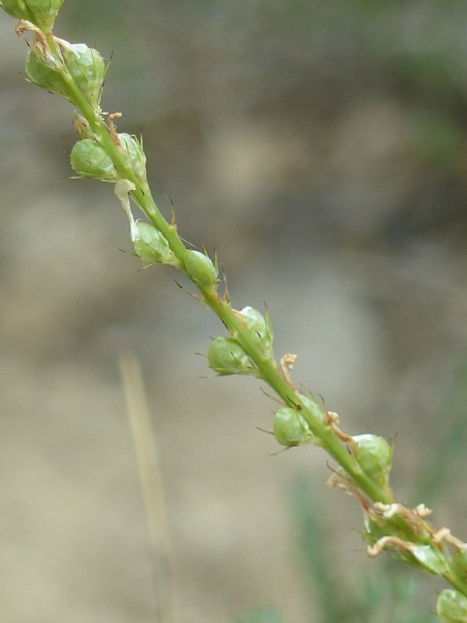 Serradella 4