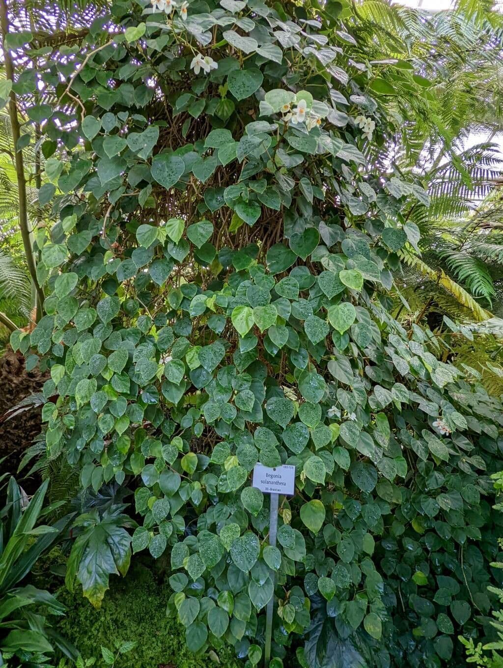 Begonia 6