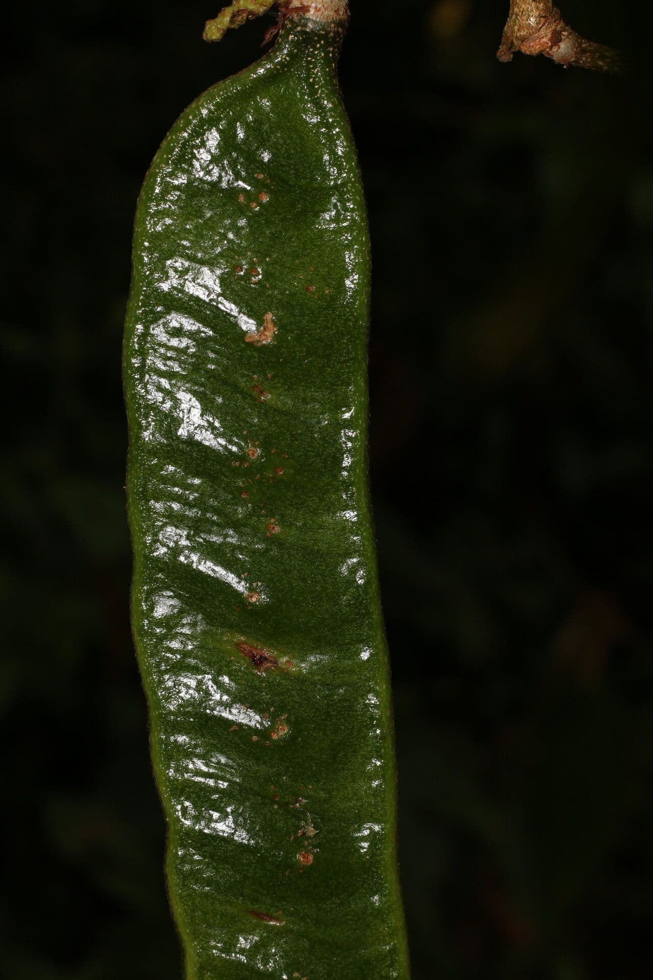 Inga 10