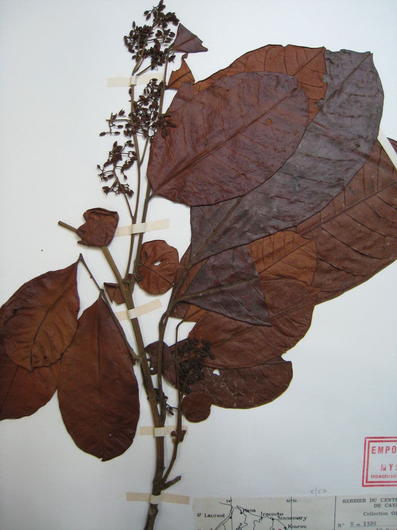 Trichilia 12