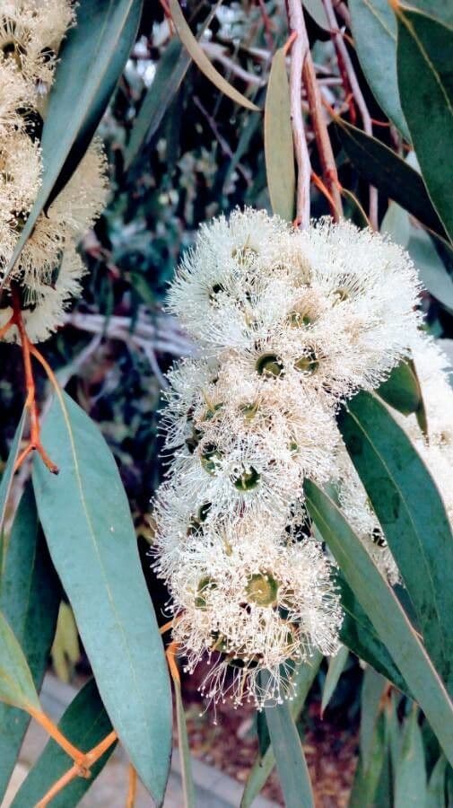 Blauer Eukalyptus 8