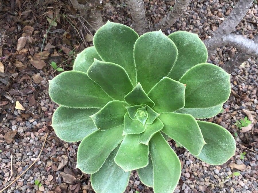 Aeonium 14