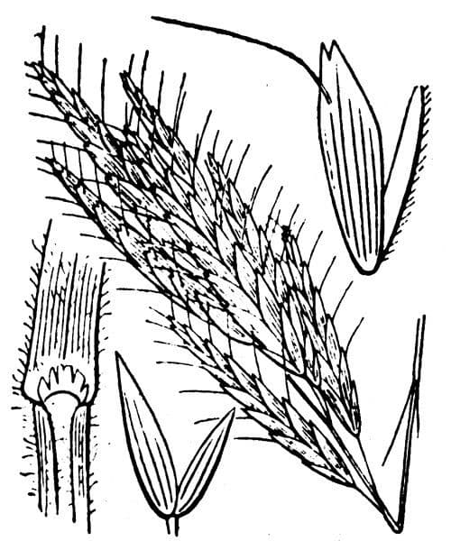 Brome lancéolé 23