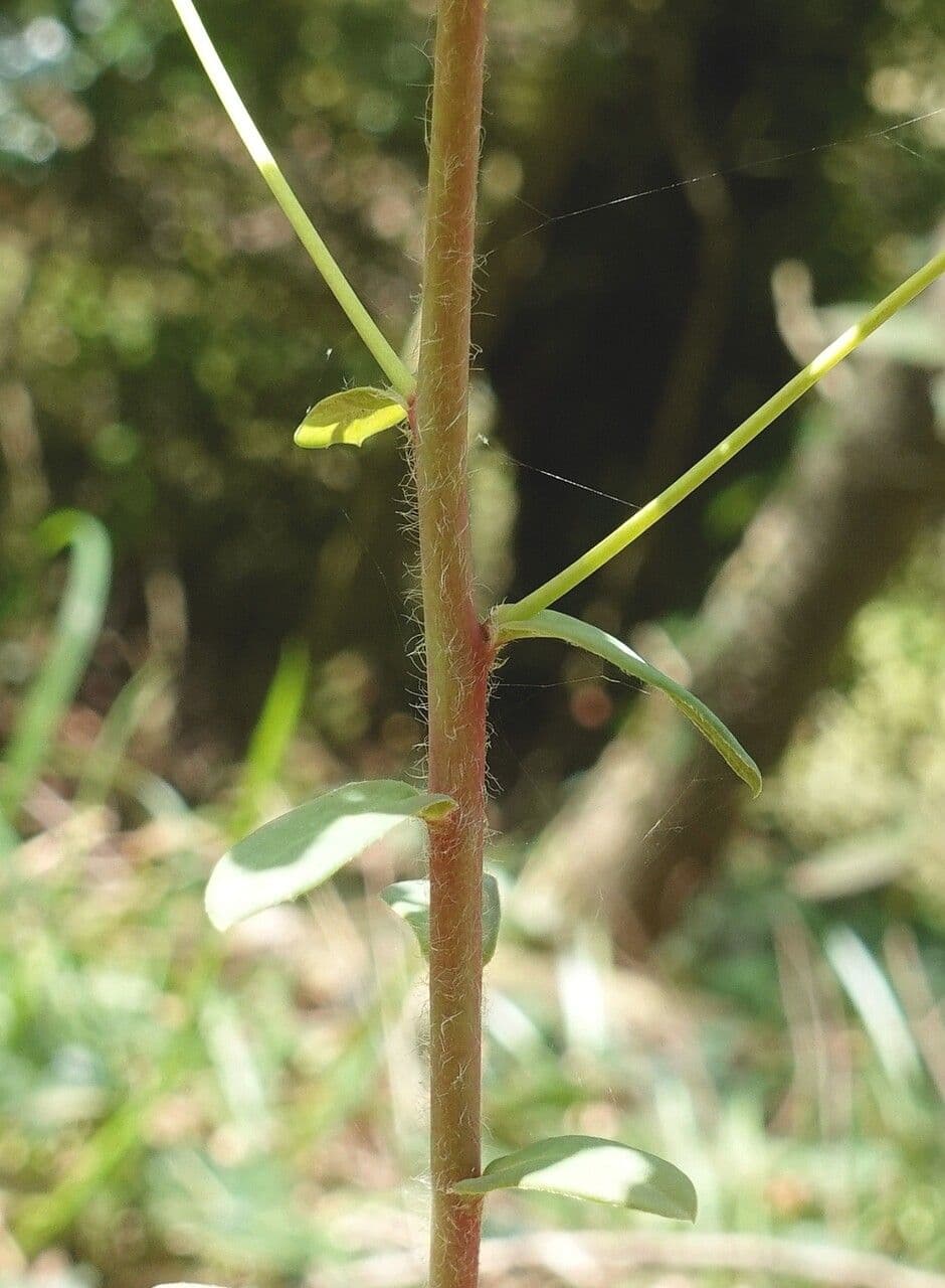 Euphorbe des bois 25
