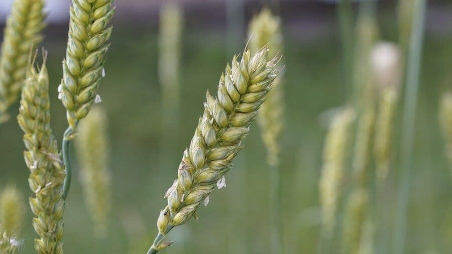 Trigo
