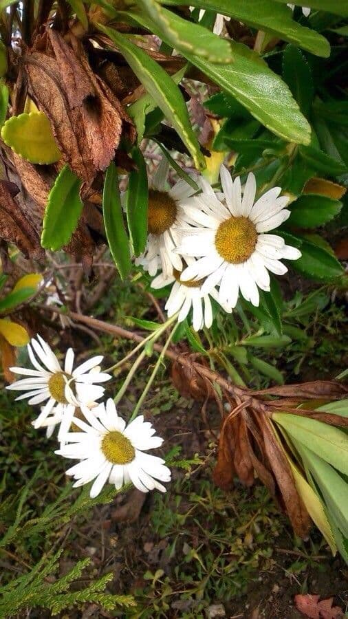Aster lanceolato 6
