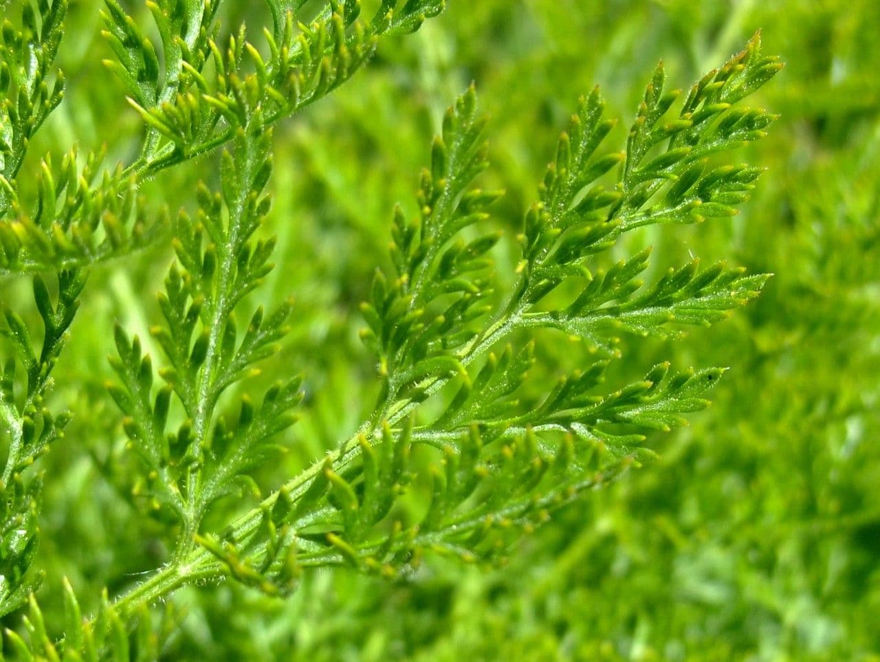 Laserpitium 17