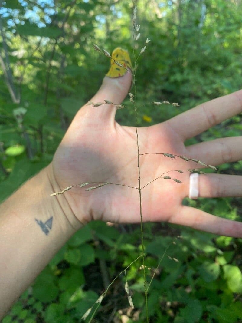Tridens flavus 17