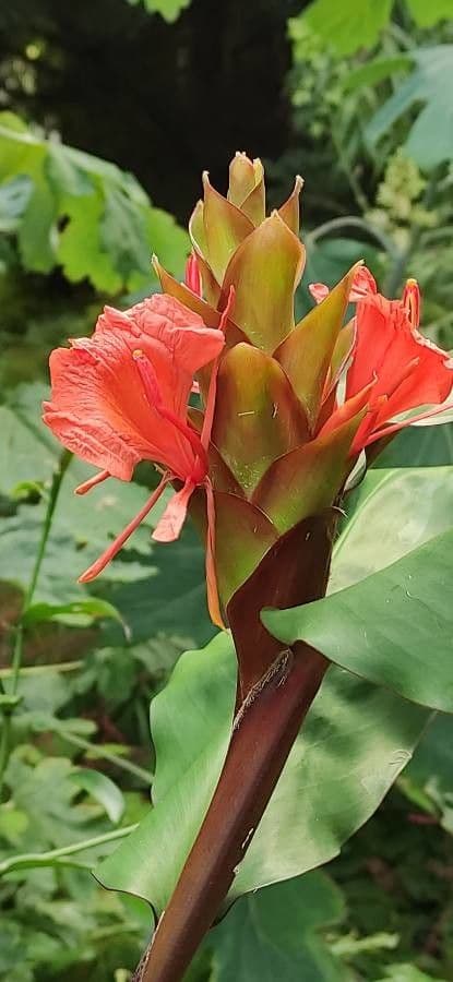 Lillier de gingembre 4