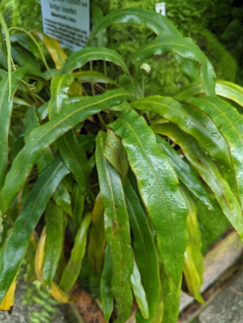 Elaphoglossum 6