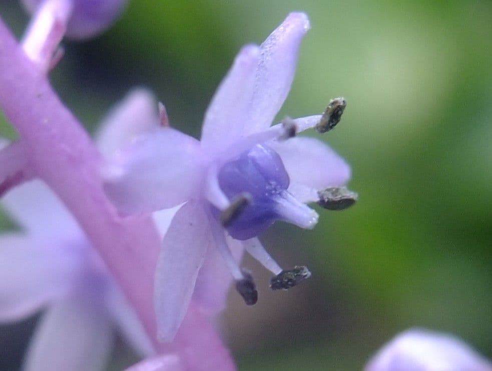 Scilla 9