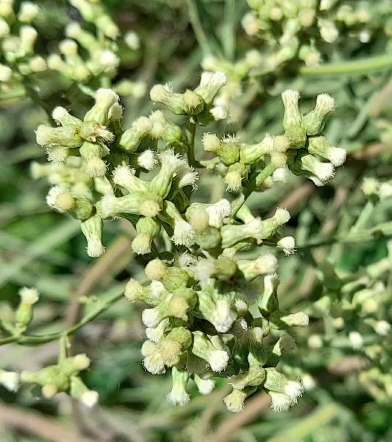 Baccharis 3