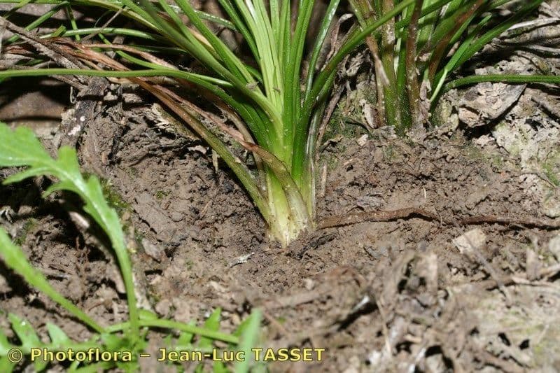 Isoetes setacea 14