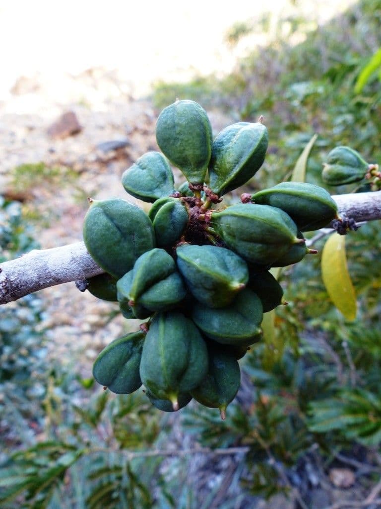 Lepidocupania