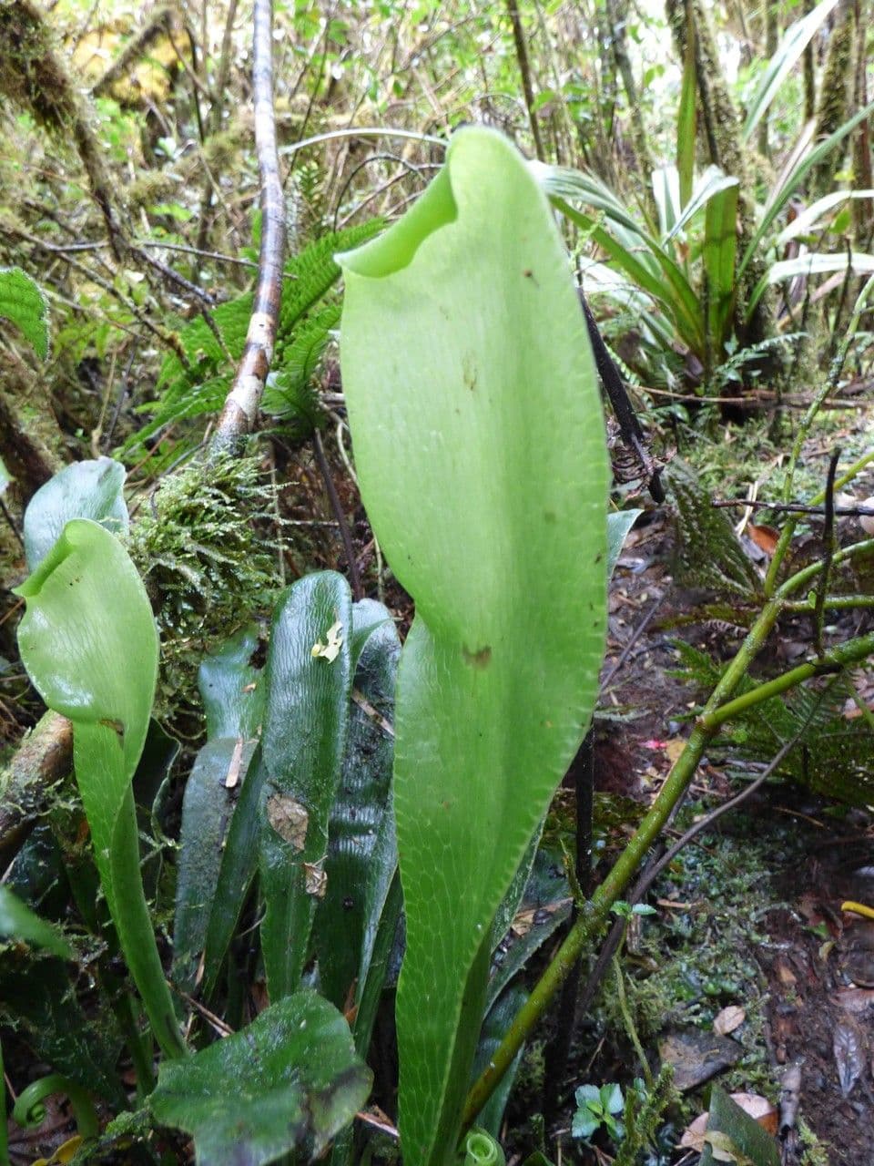 Antrophyum 11
