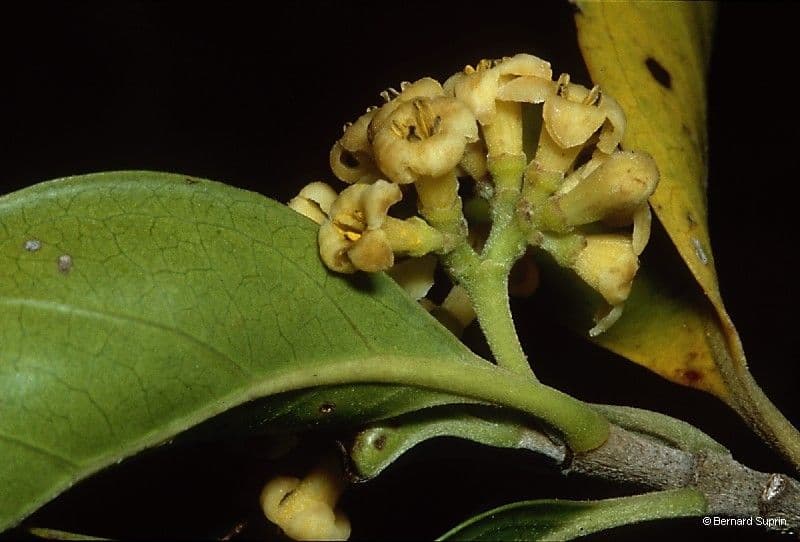 Tinadendron