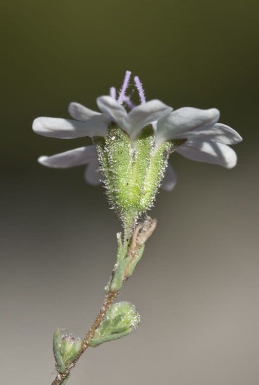Blepharipappus 4