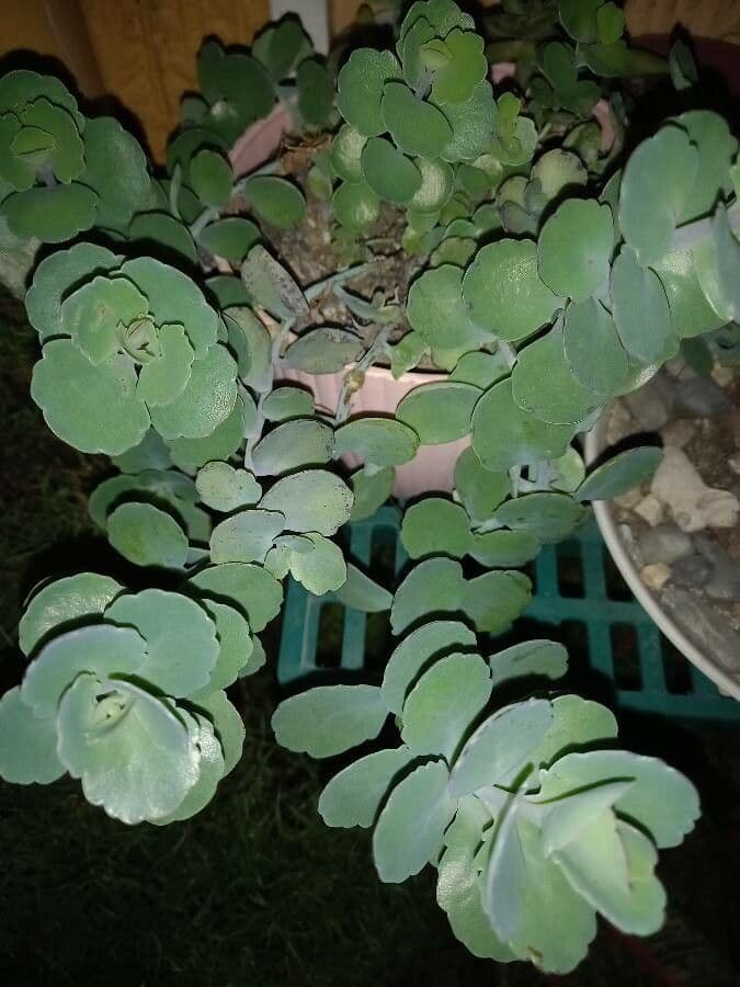 Sedum di Siebold 13