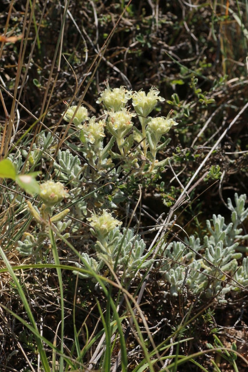 Teucrium 10