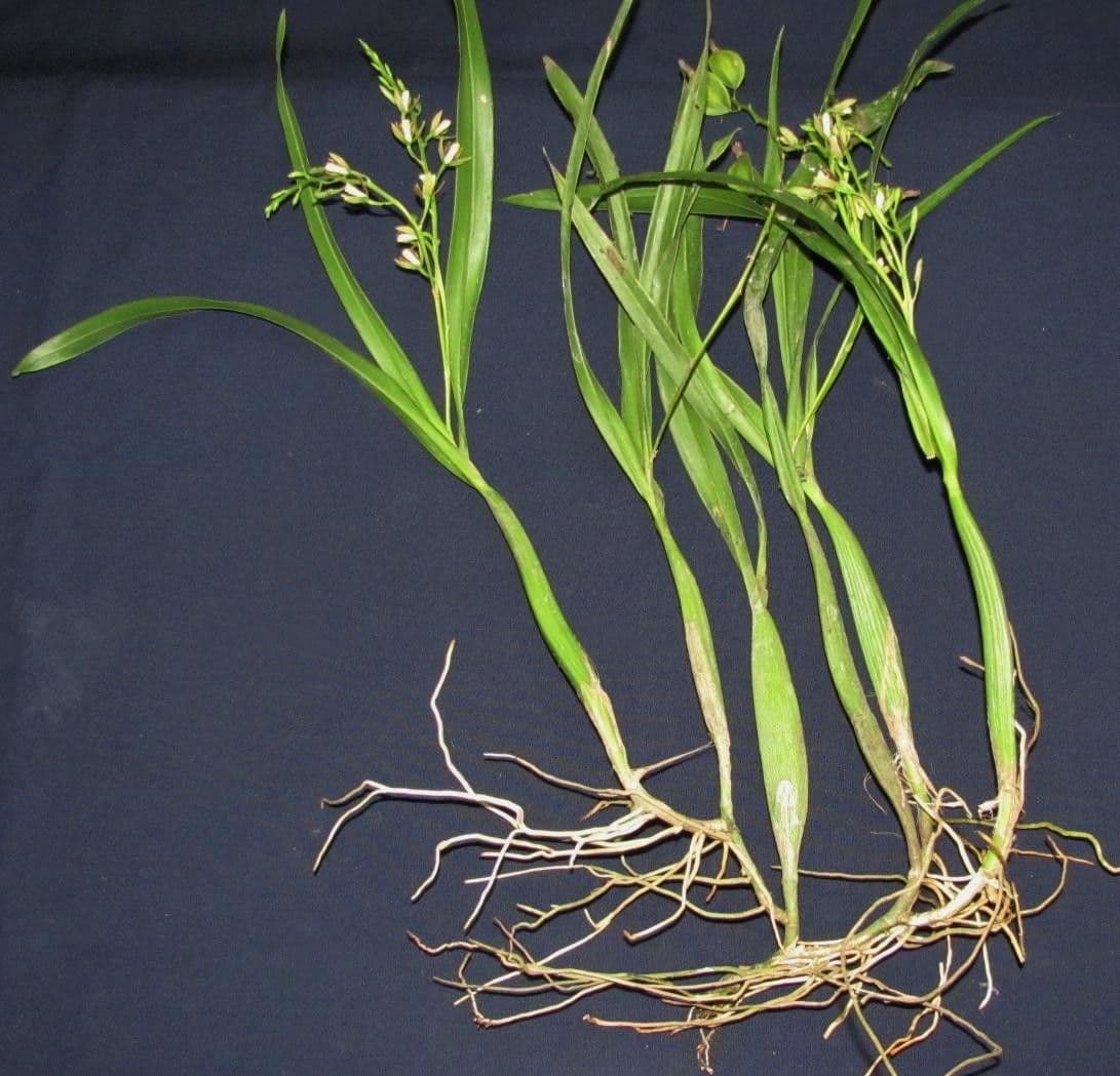 Prosthechea 4
