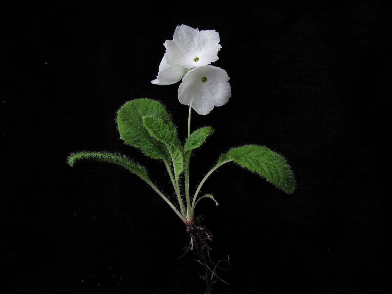 Primula 5