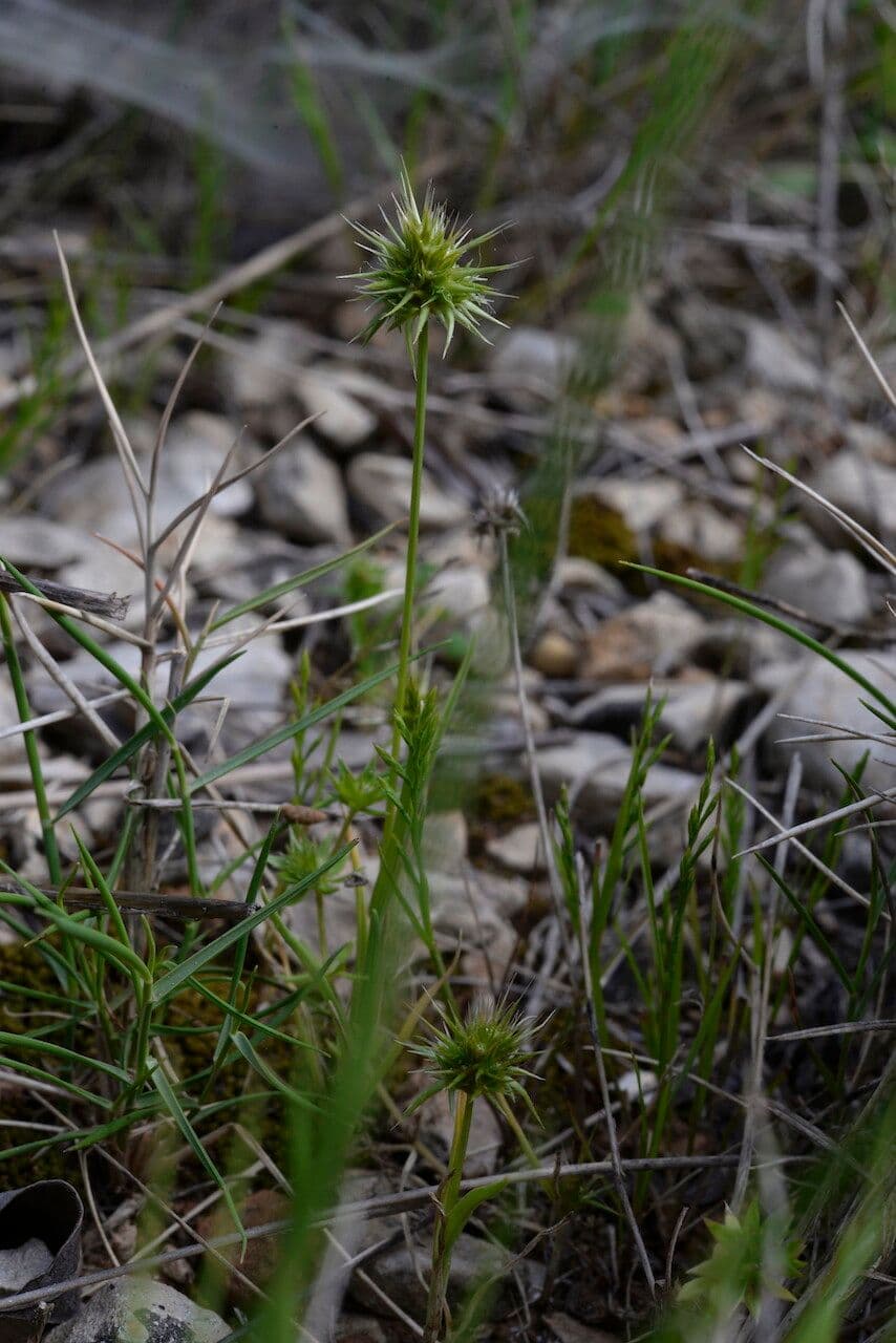 Echinaria capitata 19