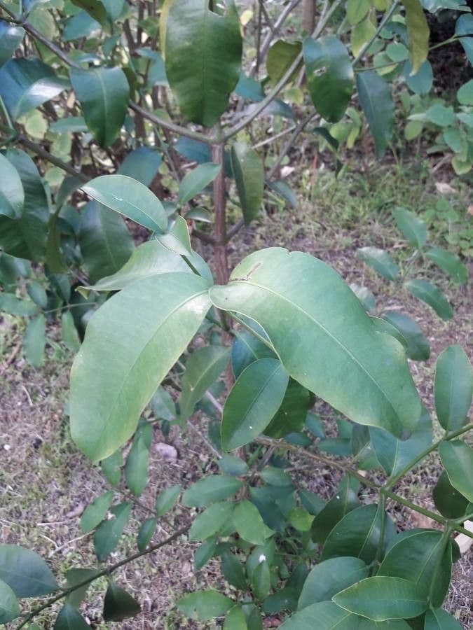 Garcinia 13