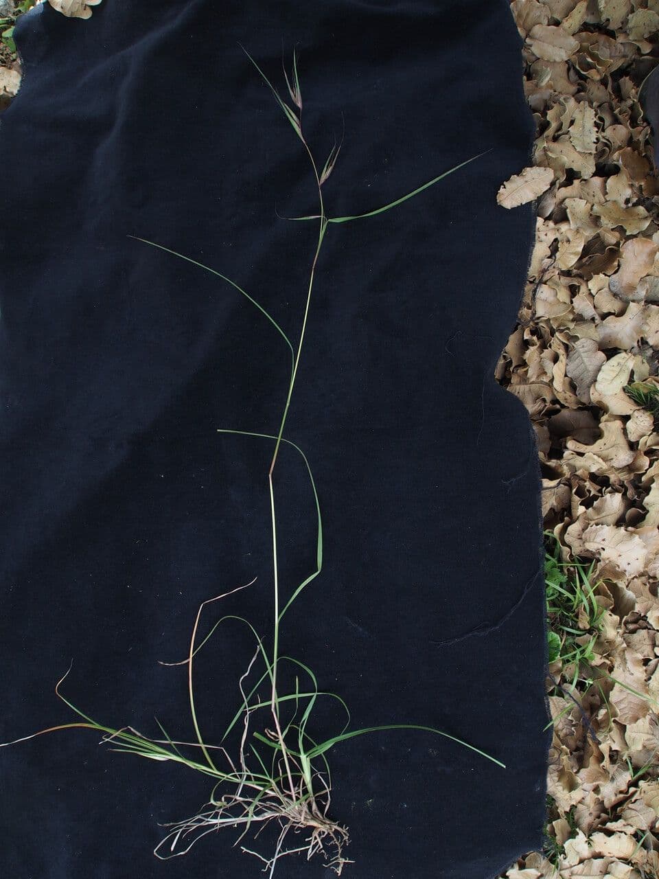 Themeda 2