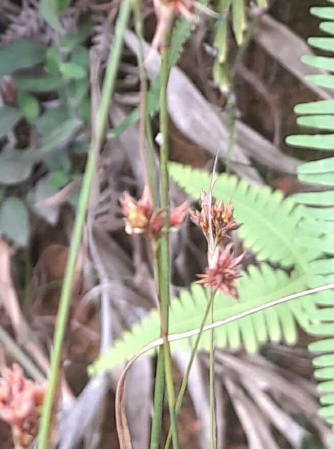 Bulbostylis
