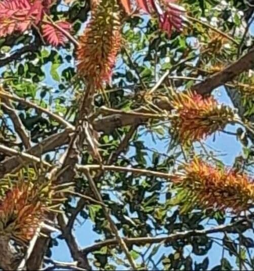 Acrocarpus 5