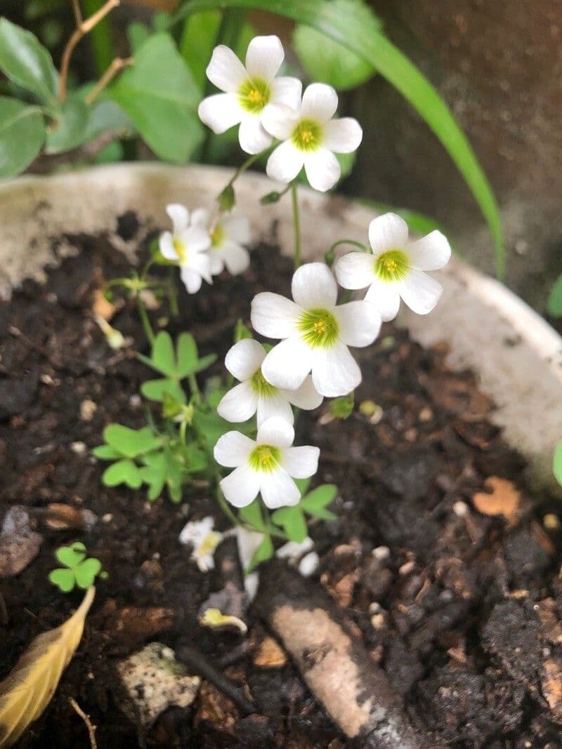 Ossalide incarnata 3