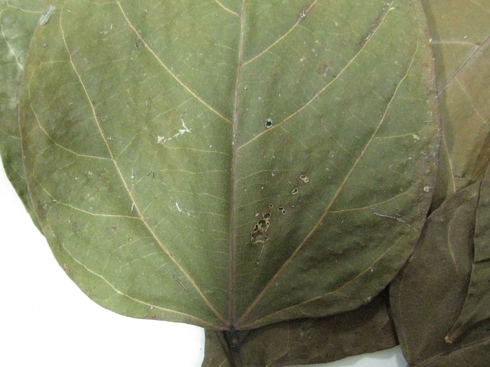 Bixa 3