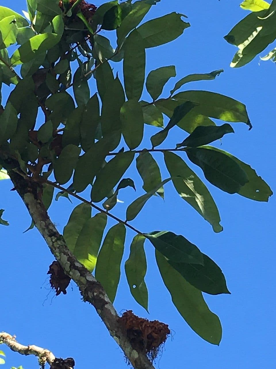 Brownea 8