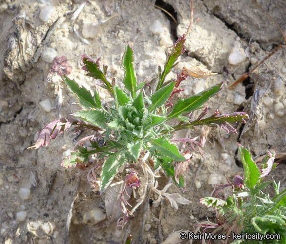 Navarretia 13