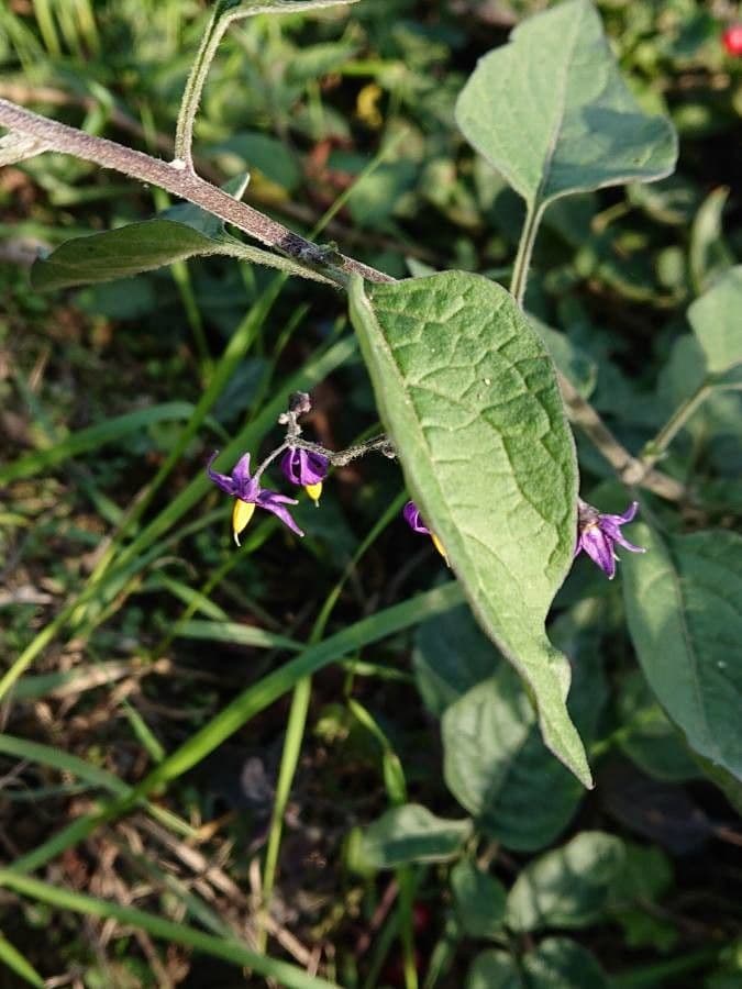 Dulcamara 30