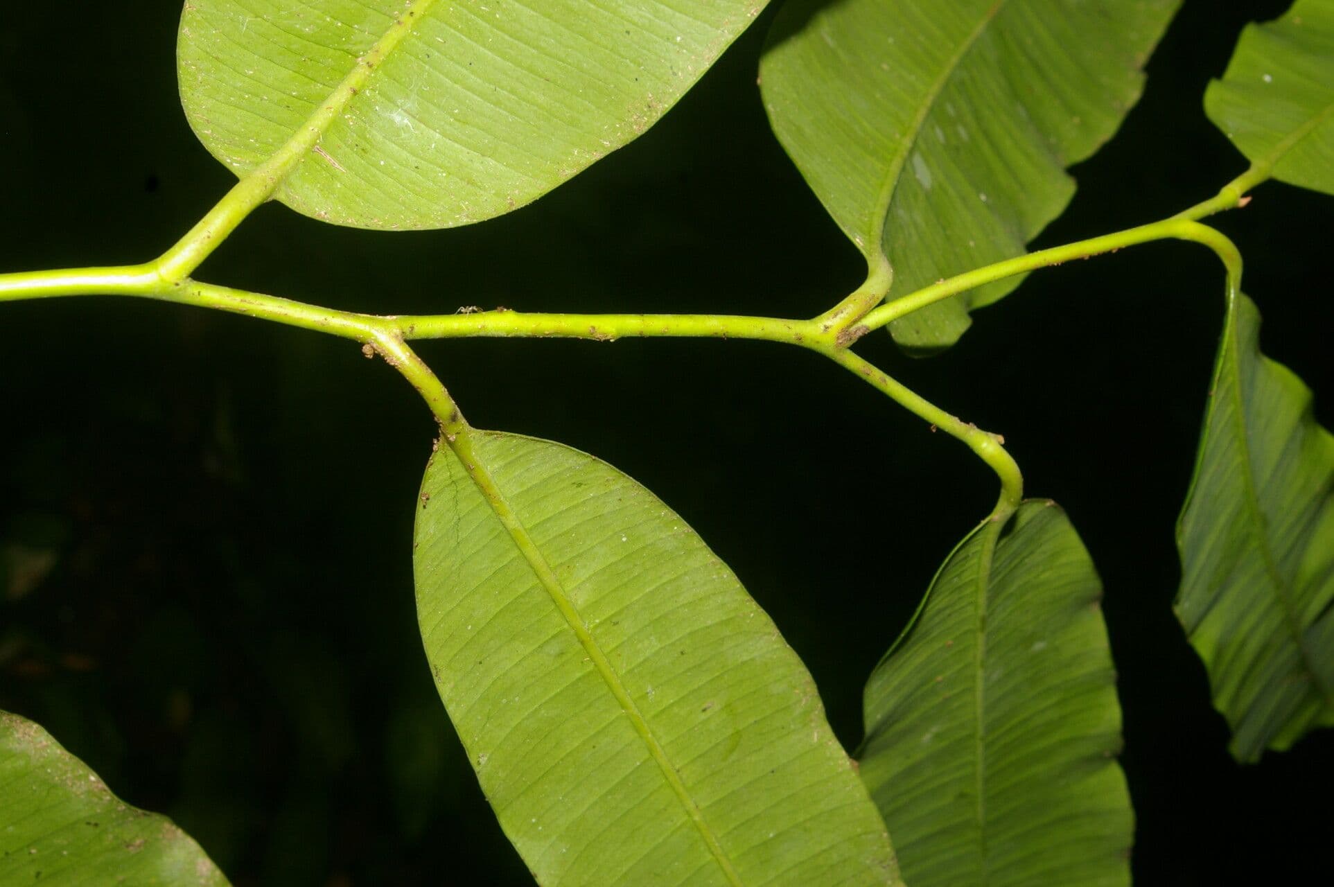 Aspidospermum 2