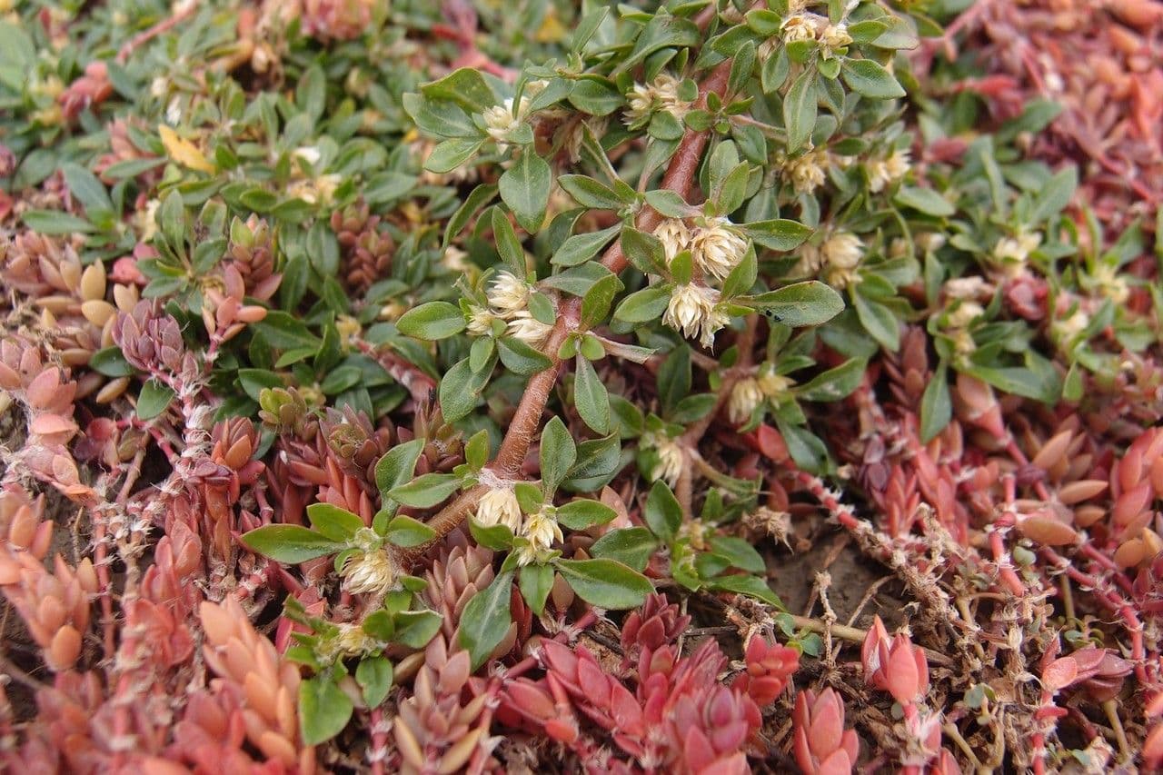 Glatte Bodendecker-Amaranth 2