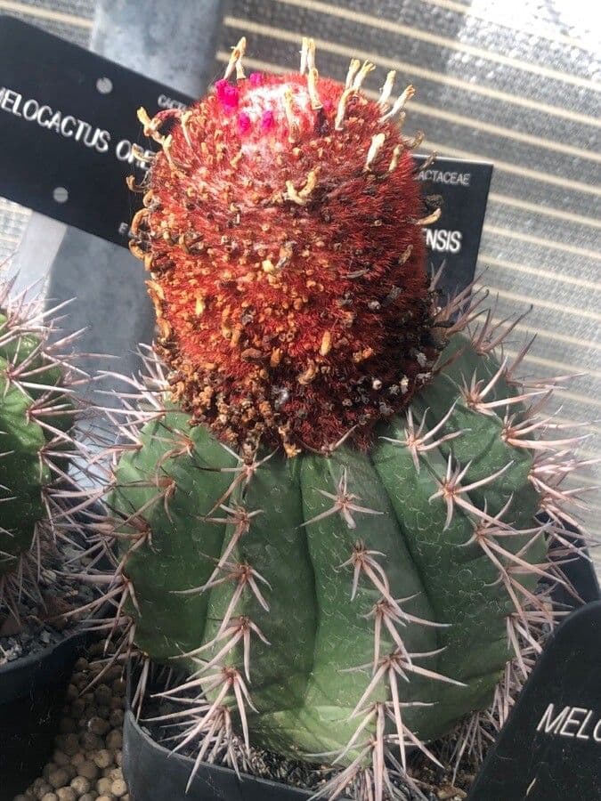 Melocactus