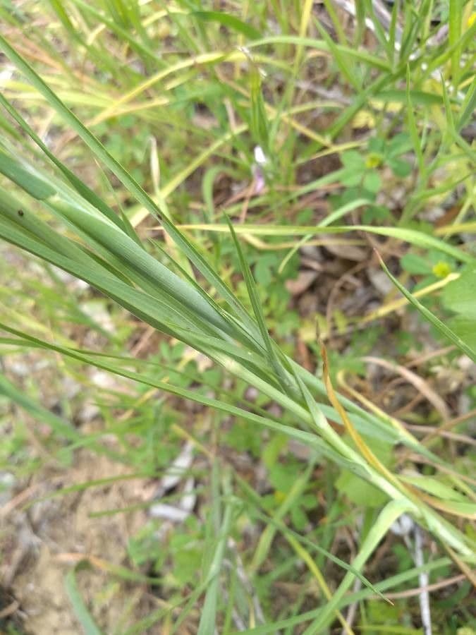 Geropogon hybridus 23