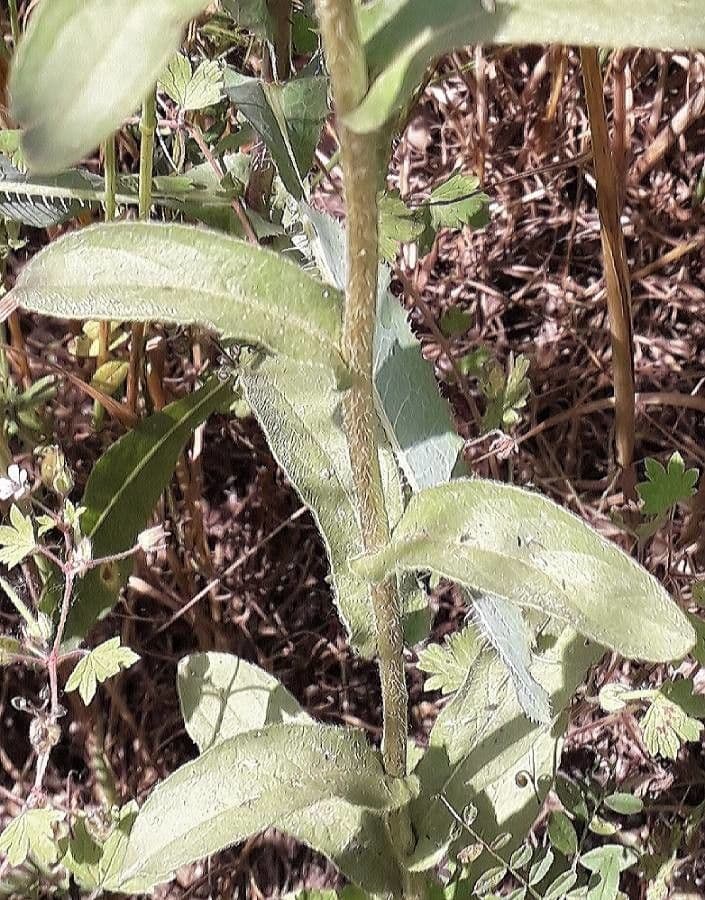 Asteroide spinoso 23